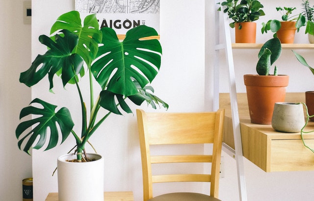 Decoración de interiores y plantas.