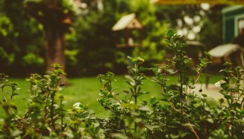 Cómo cuidar tu jardín y plantas