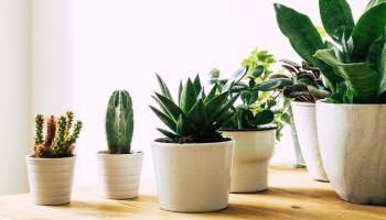 Plantas de dinero: las mejores plantas para atraer riqueza masiva